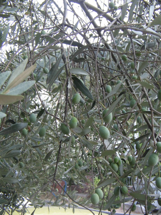 Отдых в Черногории (сентябрь 2012)