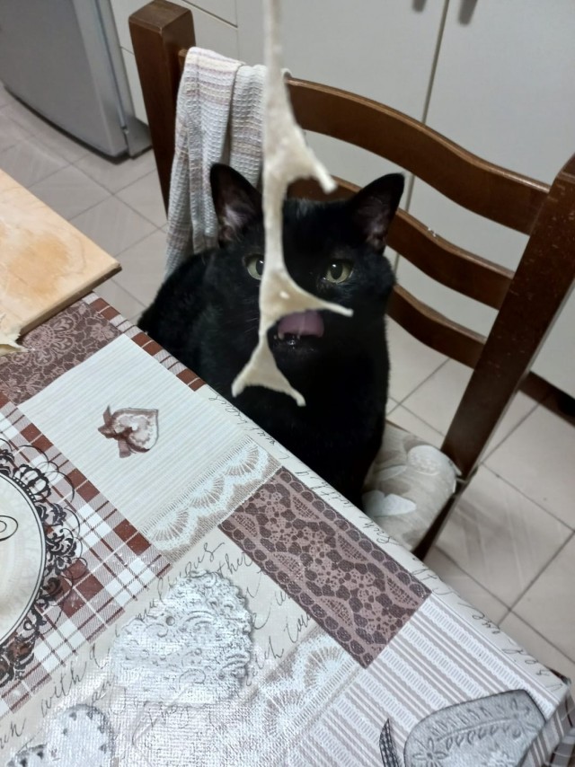 Даёшь котов в этот вторник!