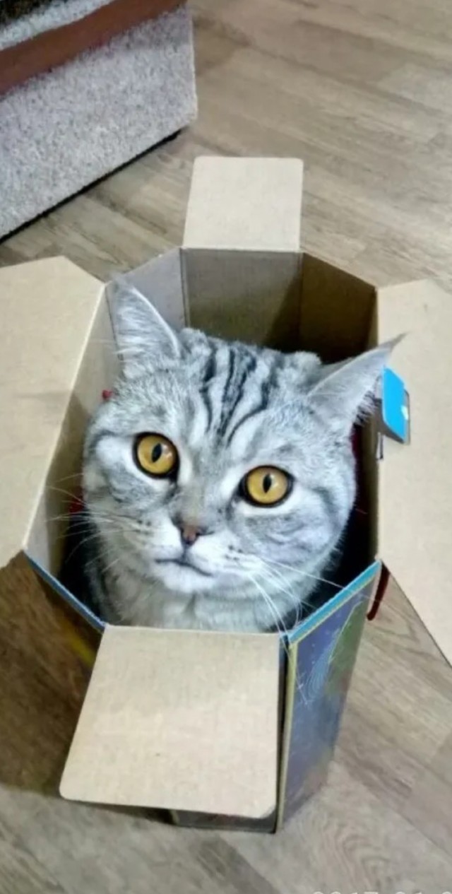 Даёшь котов в этот вторник!