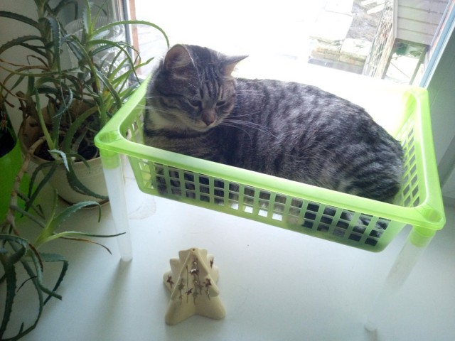 Коты белые, 12 литров