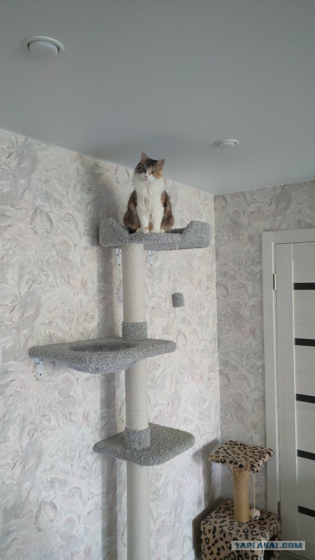 Котофторниг