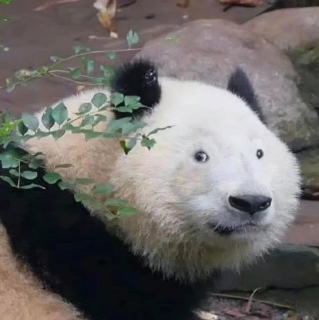 Панда без макияжа