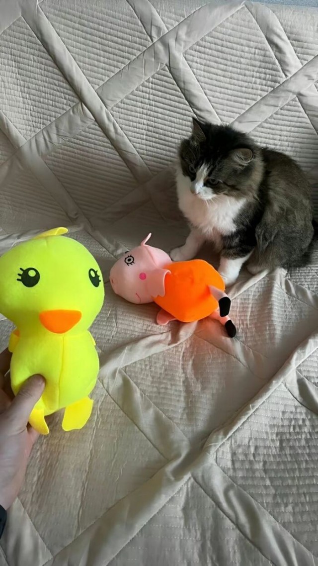 Кошка: "Это были лучшие несколько дней в моей жизни"