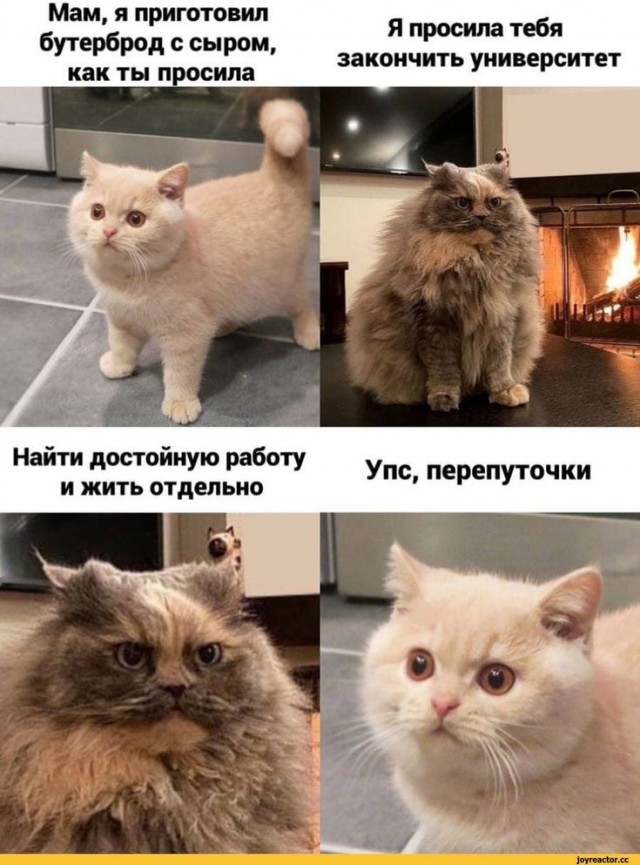 Котовторник в картинках