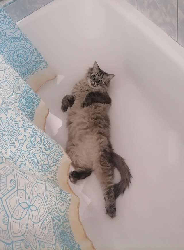 Котовторник в картинках
