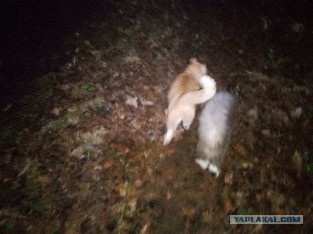 Жизнь домашнего приюта для котеек 530
