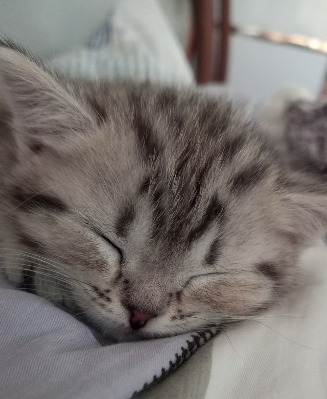 А я не смог без котика.