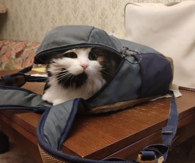 Котики
