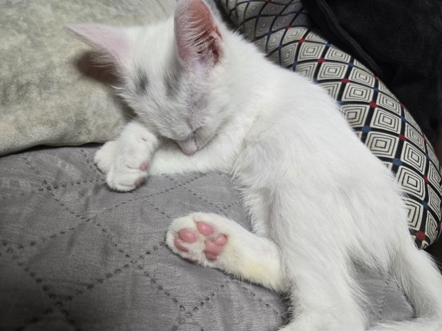 Котовторник