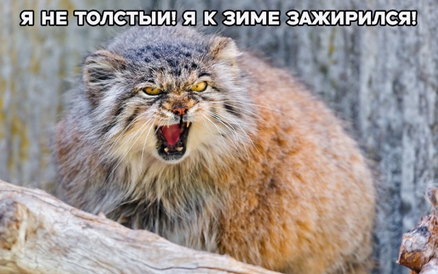 Важные новости: манул Тимофей из Московского зоопарка зажировывается к зиме.