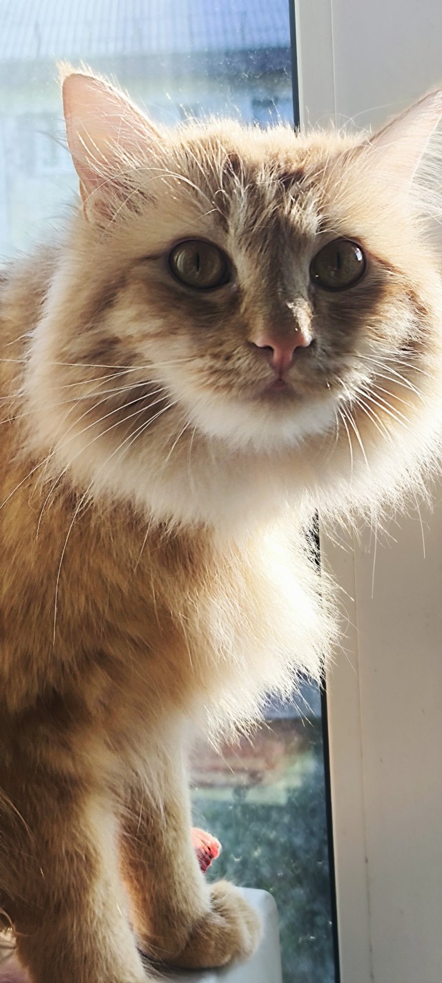 Котовторник же!