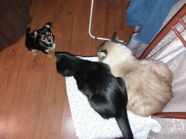 Котовторник,  кот Марс.