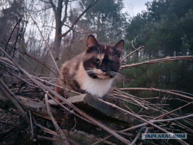 Жизнь домашнего приюта для котеек 576