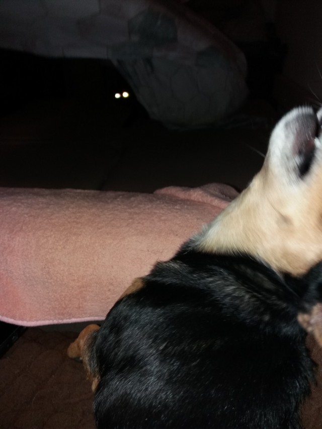 Собакочетверг же, но кошку из фото не выкинешь