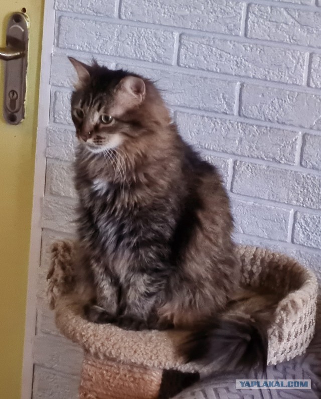 Котиков Вам в ленту