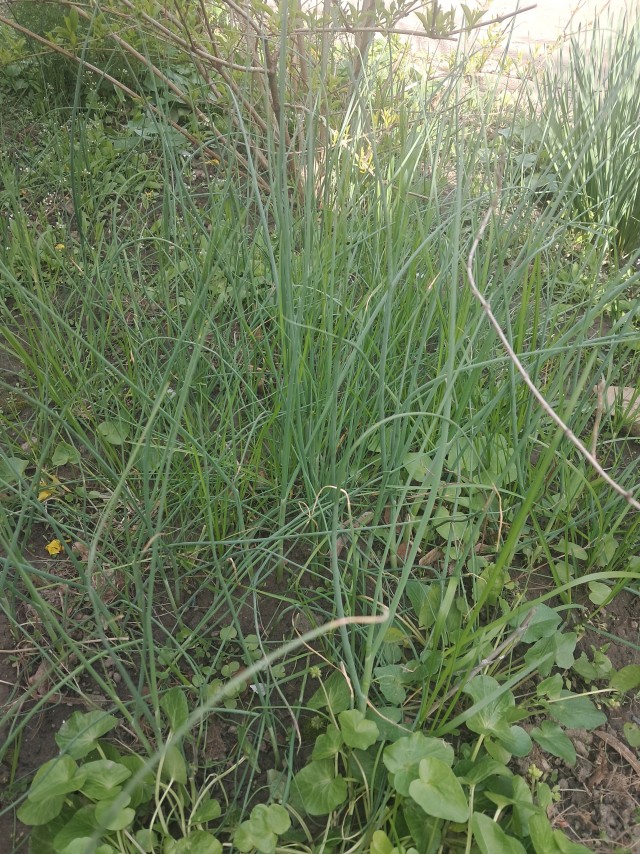 Пять лет назад привёз с полигона луковицу.