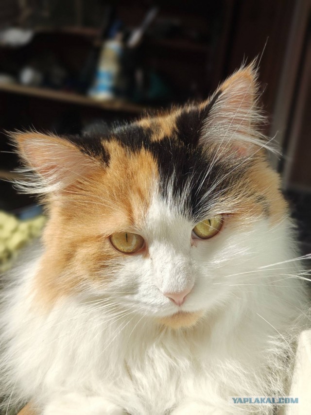 Котовторник снова!