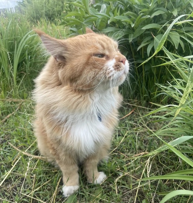 Ура, котовторник!