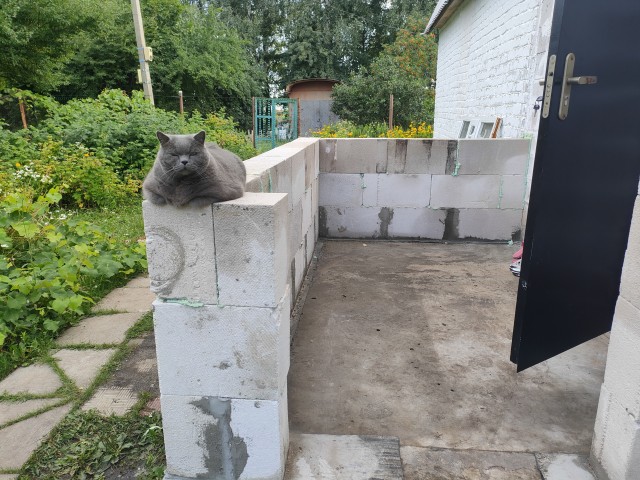 Ну вот и моя кошка ушла на радугу. 9 лет