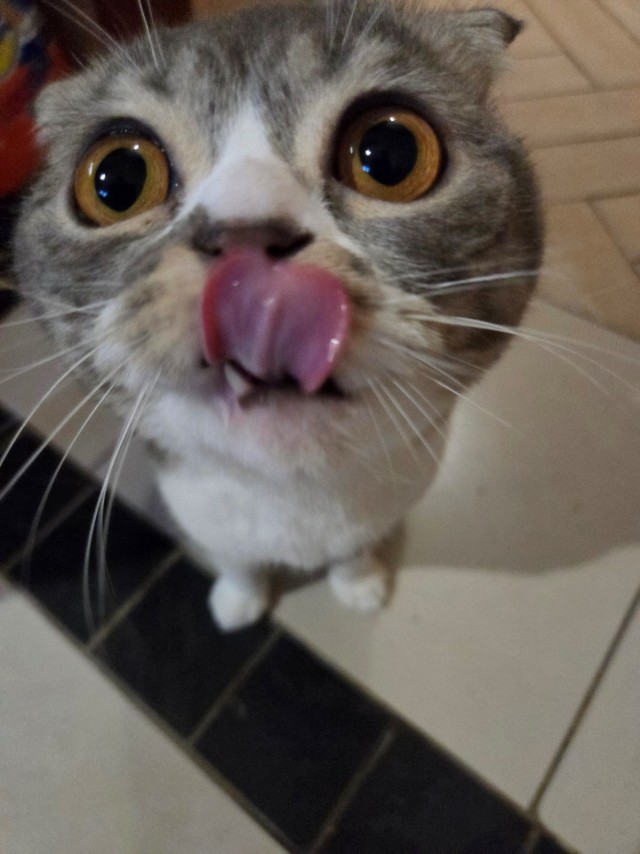 Продолжаем котовторник