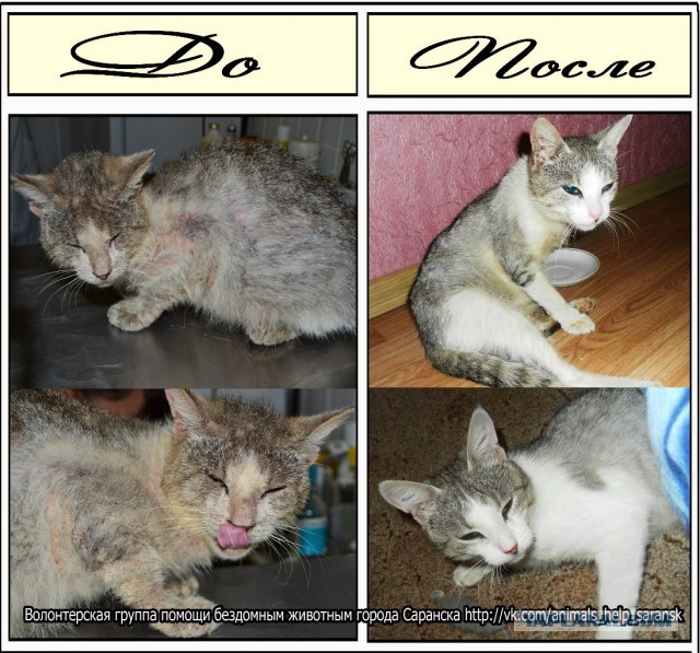 Про спасенных котеек