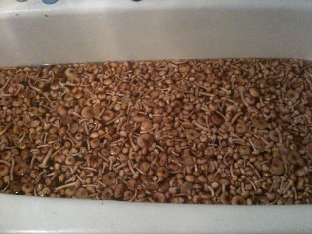 Грибной сезон. Начало.