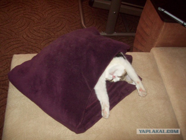 Котовторник 04.11.2014