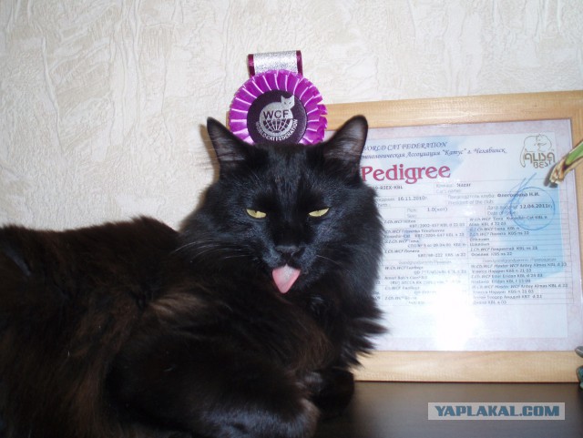 Перепись котопузов открыта=)