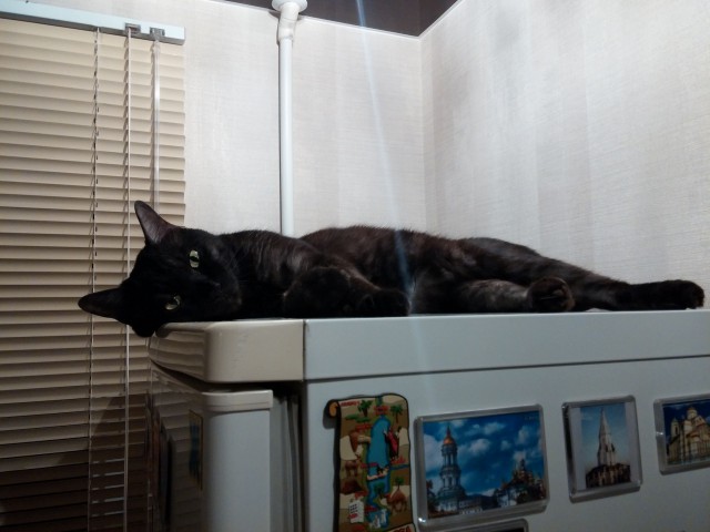 25 кошек, которые спят где угодно