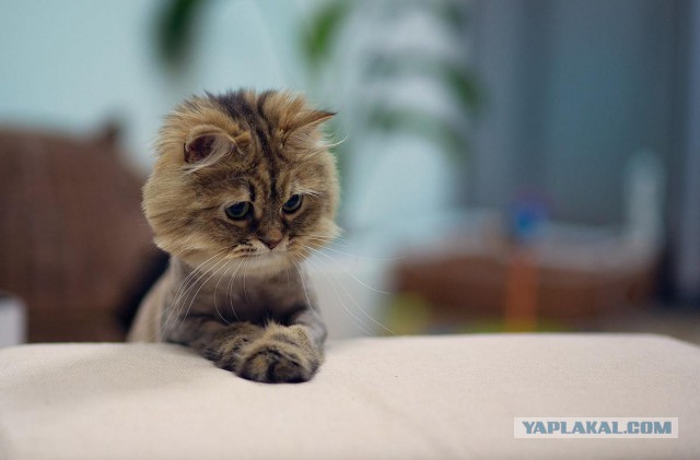Котовторник   02.06.2015