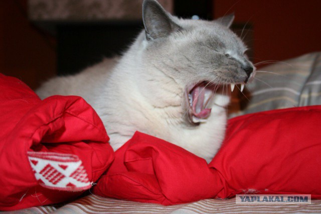 Неправильный кот