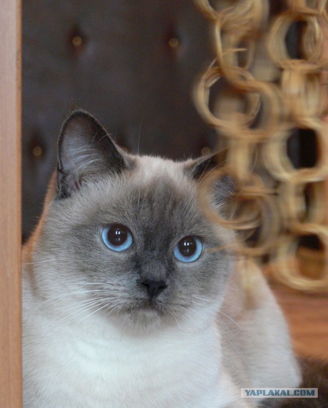 Пост невероятной кошачьей красоты. 25 фот.