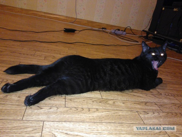 Котовторник 16.02.16