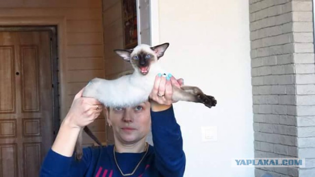 Интересные факты о сиамских кошках