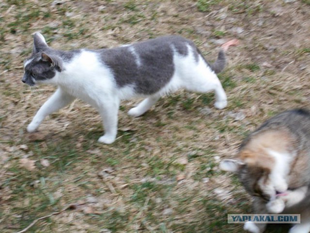 Жизнь домашнего приюта для котеек 108