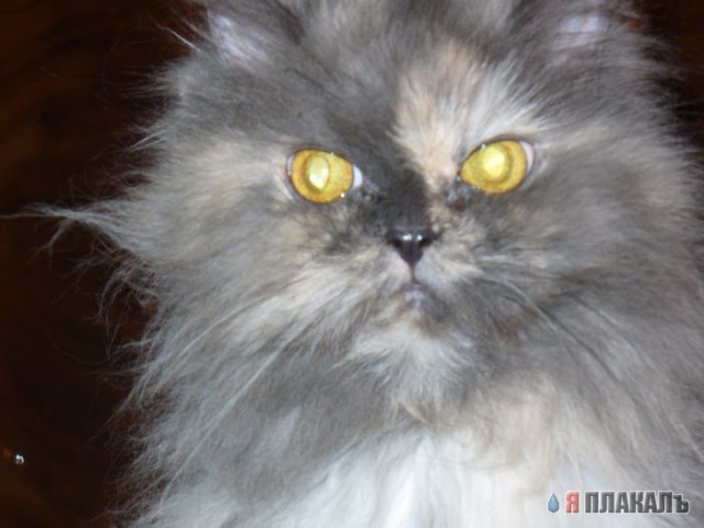 Вторничный котомёт