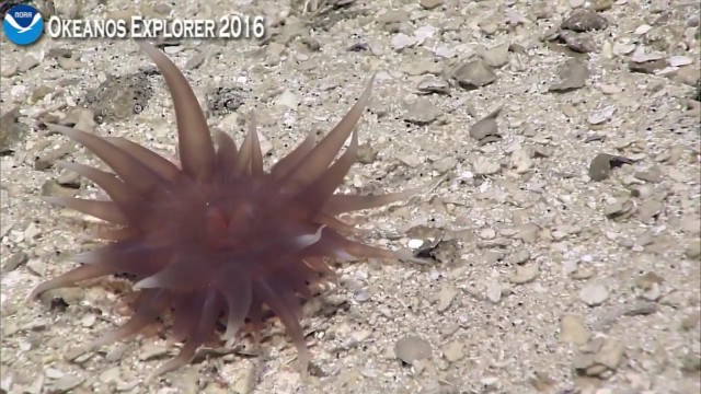 Началась онлайн-трансляция происходящего в самом глубоком месте Земли