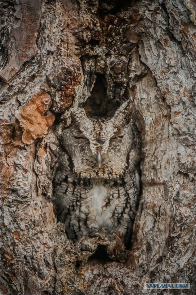 Чесалка для носа