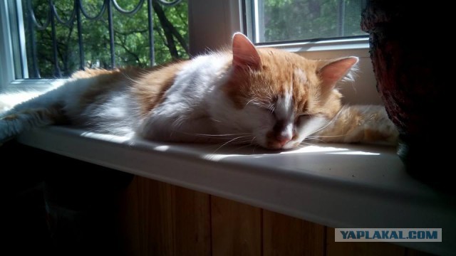 Котовторник  10.05.2016