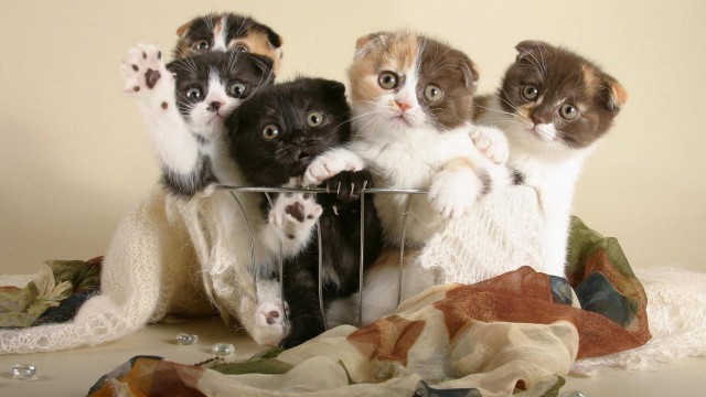 Прикольные животные