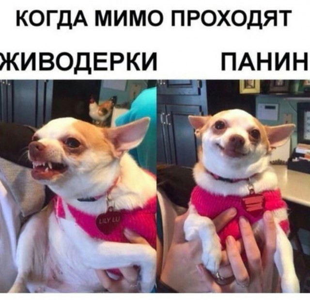 Панин vs пёсик