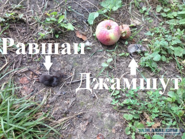 Мой сарай - моя крепость!