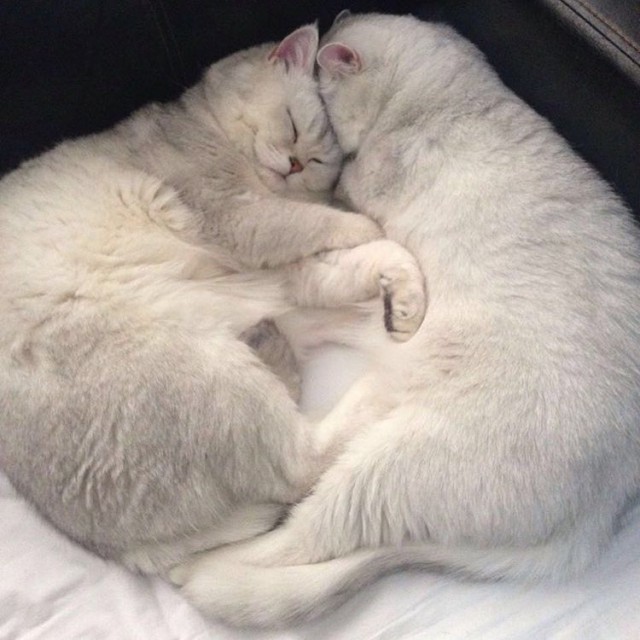Коты из сети