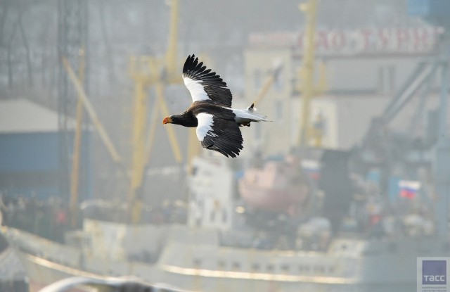 Съемки белоплечих орланов в бухте Золотой Рог во Владивостоке