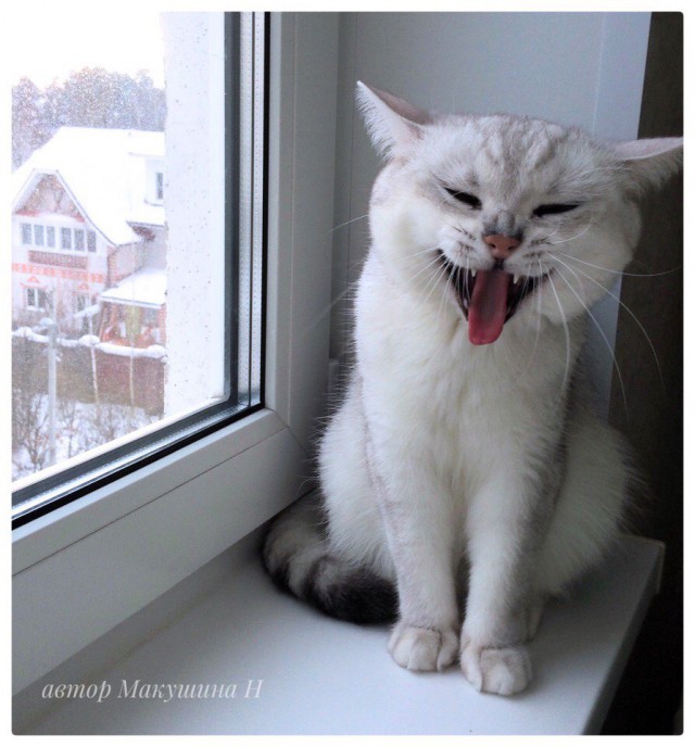 Коты из сети