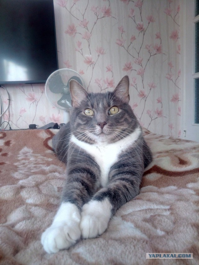 Котовторник  14.02.2017