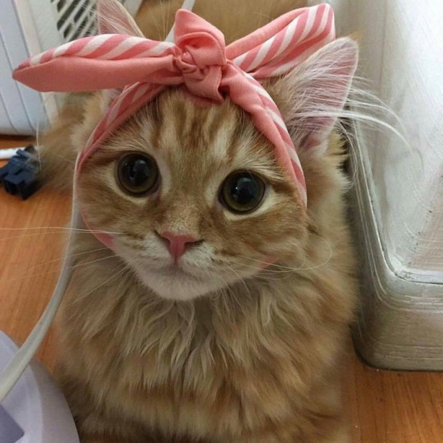 Коты и Кошки