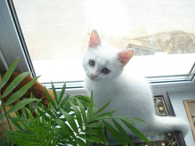 Коты и Кошки