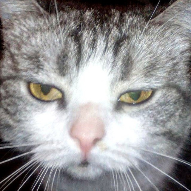 Коты и Кошки
