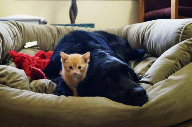 Коты и Кошки